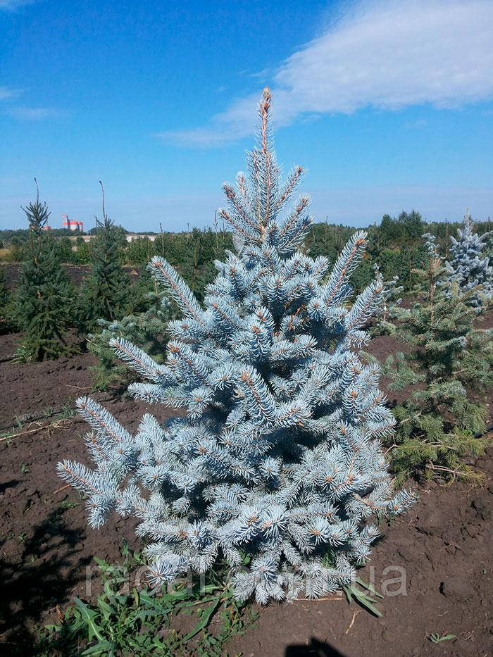 Уход и выращивание