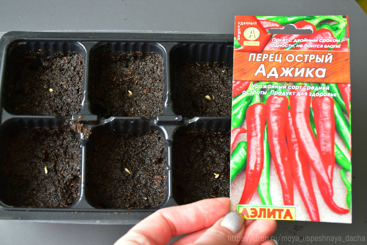 Когда начинают расти семена перца после посадки на рассаду