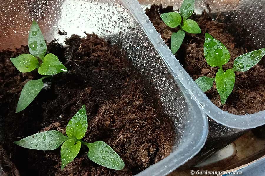 Часто возникающие проблемы при вскапывании семян перца и их причины