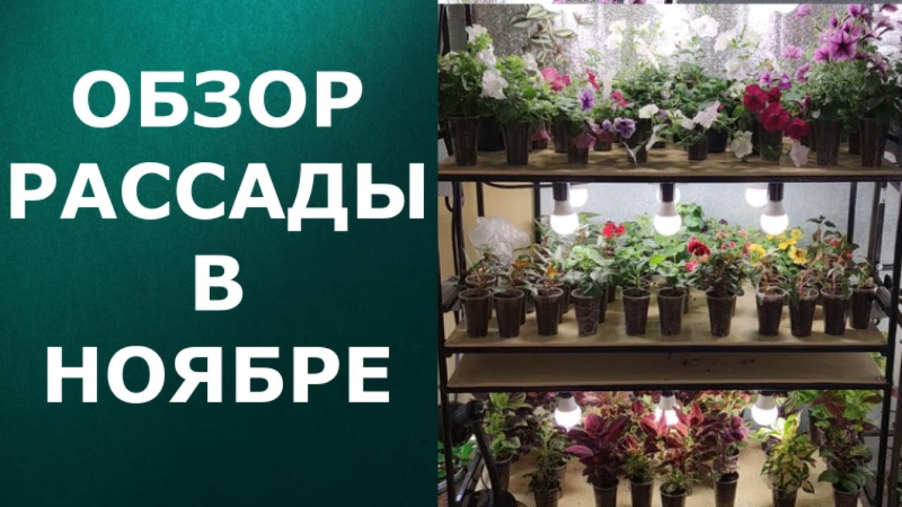 Определение сроков посадки