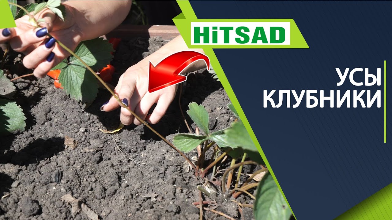 Выбор подходящих усов для размножения клубники