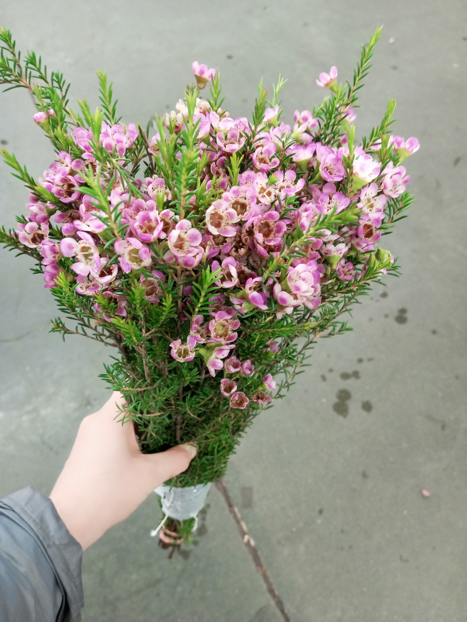 Уход за хамелациумом и его популярность среди цветоводов
