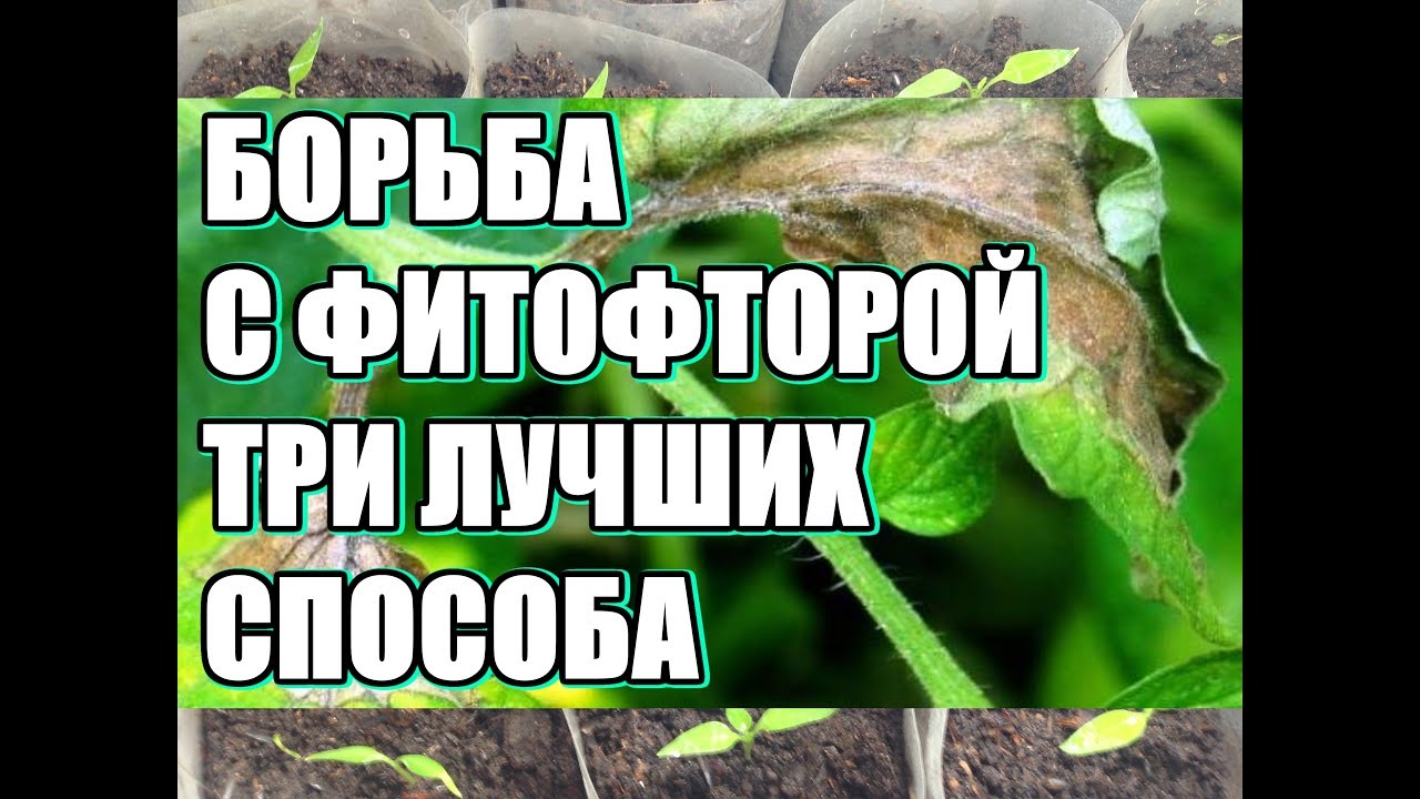Выбор устойчивых сортов огурцов