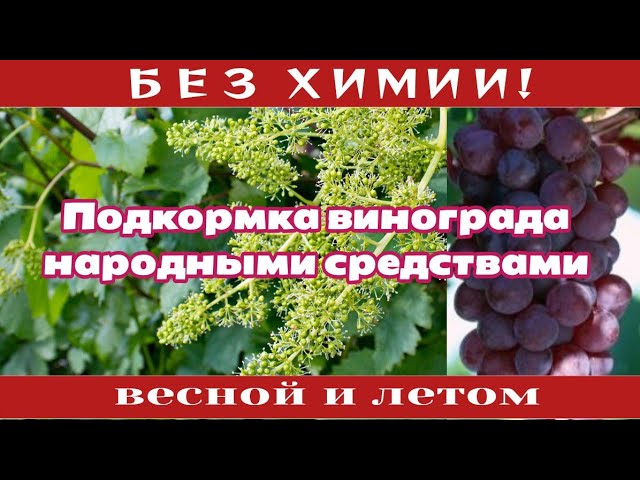 Как выбрать оптимальный способ подкормки винограда весной