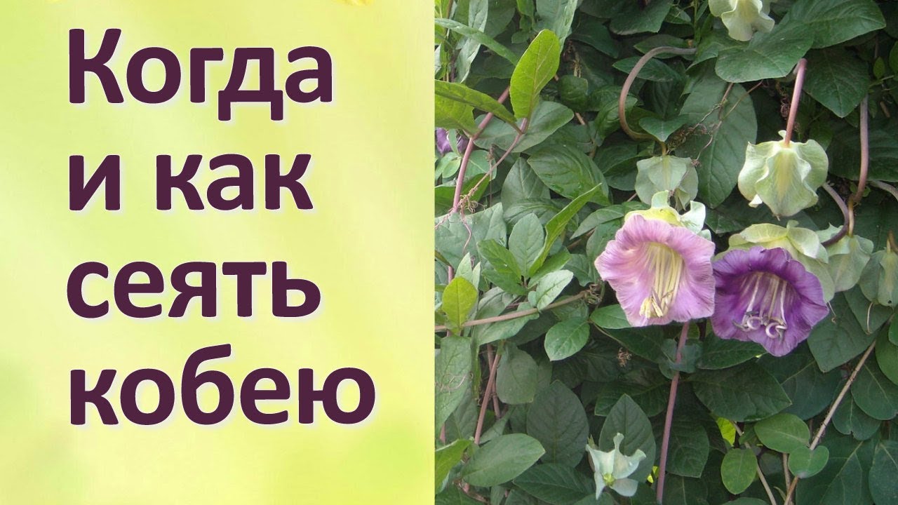 Выращивание кобеи лазающей из семян в домашних условиях
