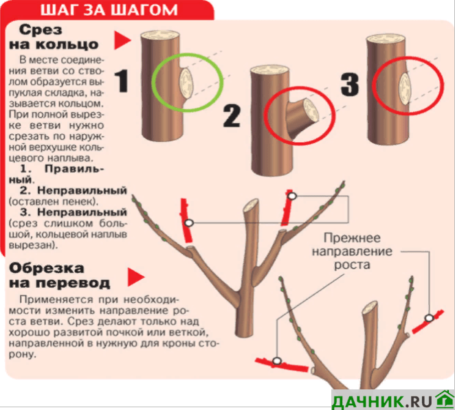 Как подготовиться к обрезке вишни