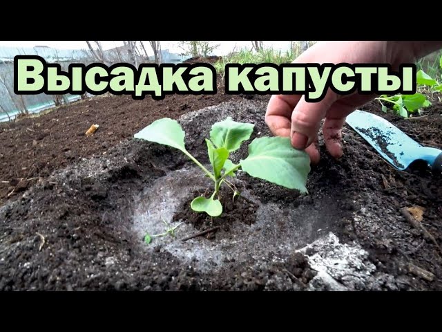 Выбор места и подготовка лунки