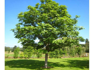 2. Ясень мелколистный (Fraxinus angustifolia)