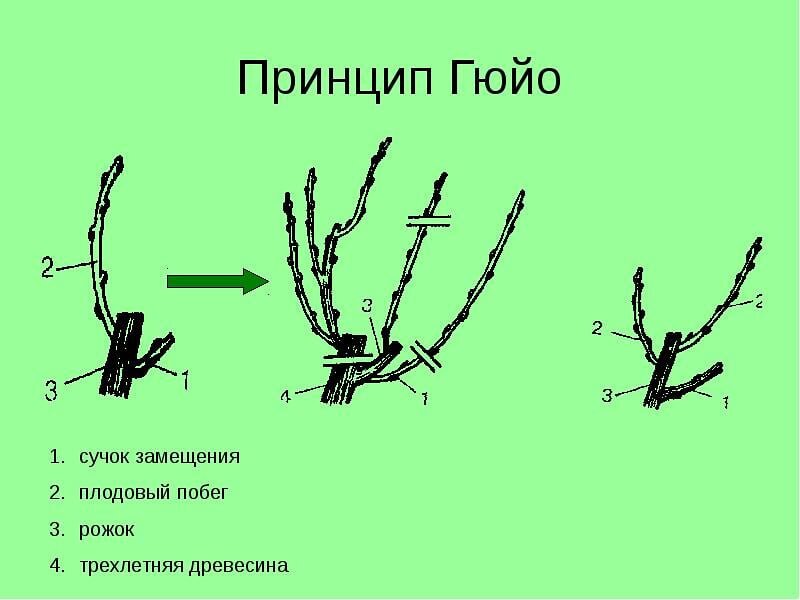 Как обрезать виноград осенью: схемы, сроки, картинки и инструкции для начинающих