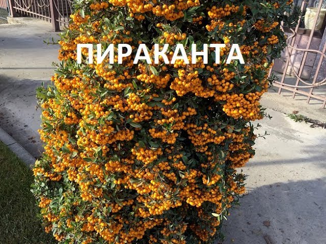 Описание и особенности пираканты