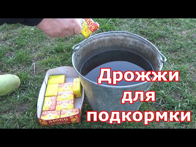 Преимущества использования дрожжей в качестве удобрения