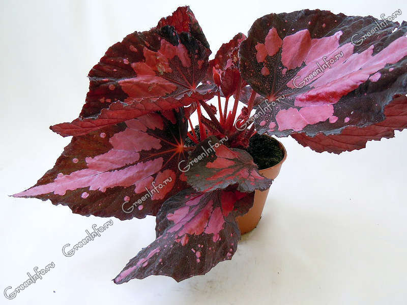 Подходящие условия для выращивания