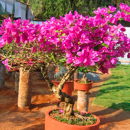 Уход и выращивание