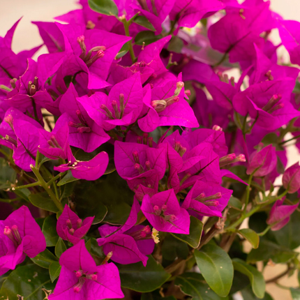 Что такое бугенвилия?