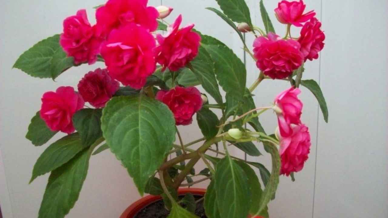 Все о бальзамине комнатном