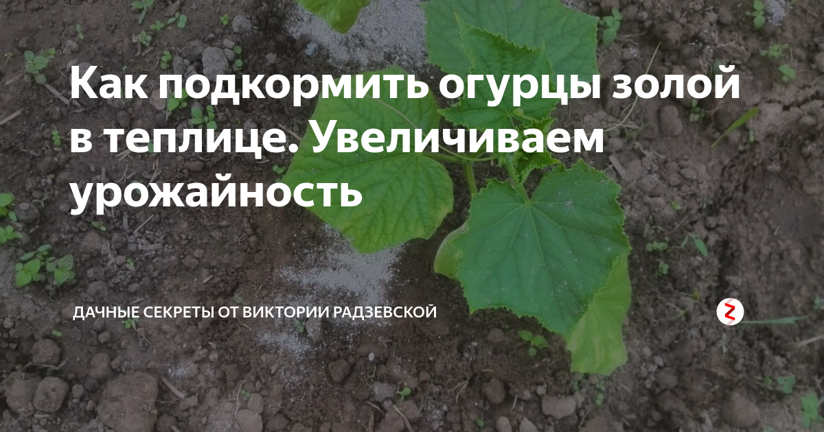 Вредители и болезни огурцов в теплице