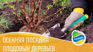 Особенности осенней посадки вишни