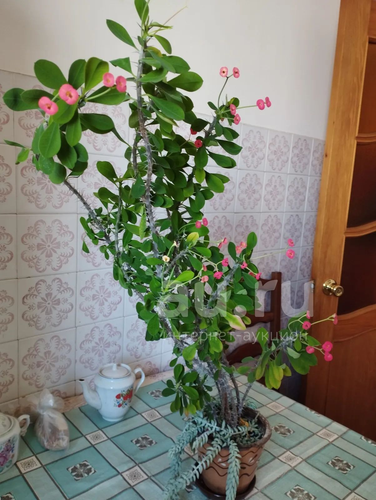 Семейство молочайных