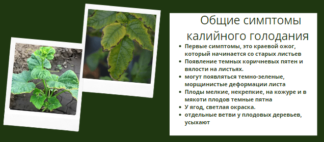 Понимание здоровья деревьев