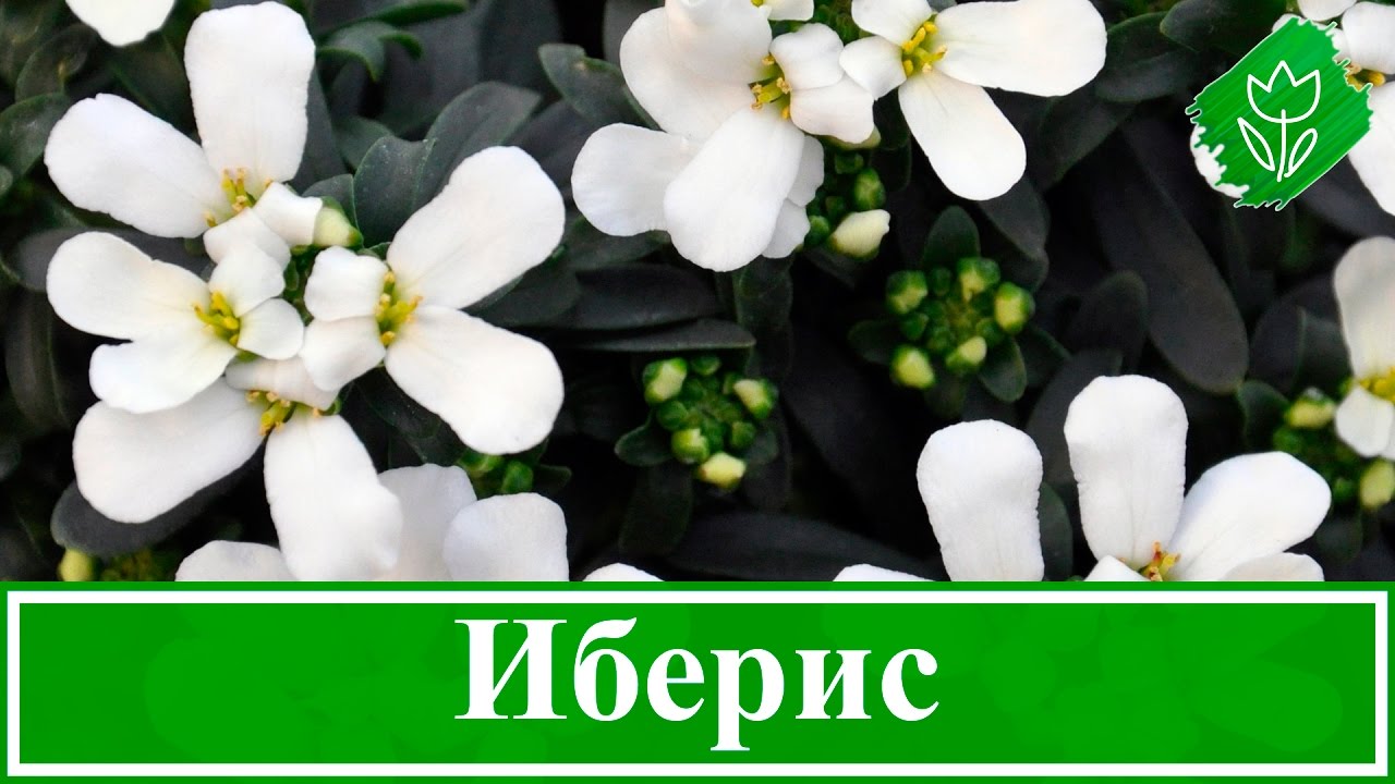 Основные правила сева ибериса на рассаду в 2022 году