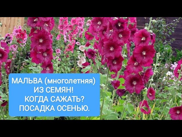 Уход после посева