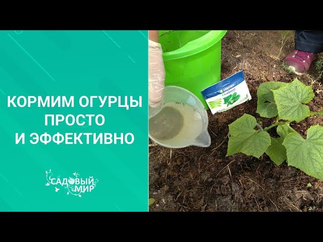 Подкормка огурцов в открытом грунте