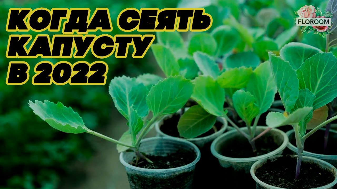 Влияние лунного календаря на рост и развитие капусты