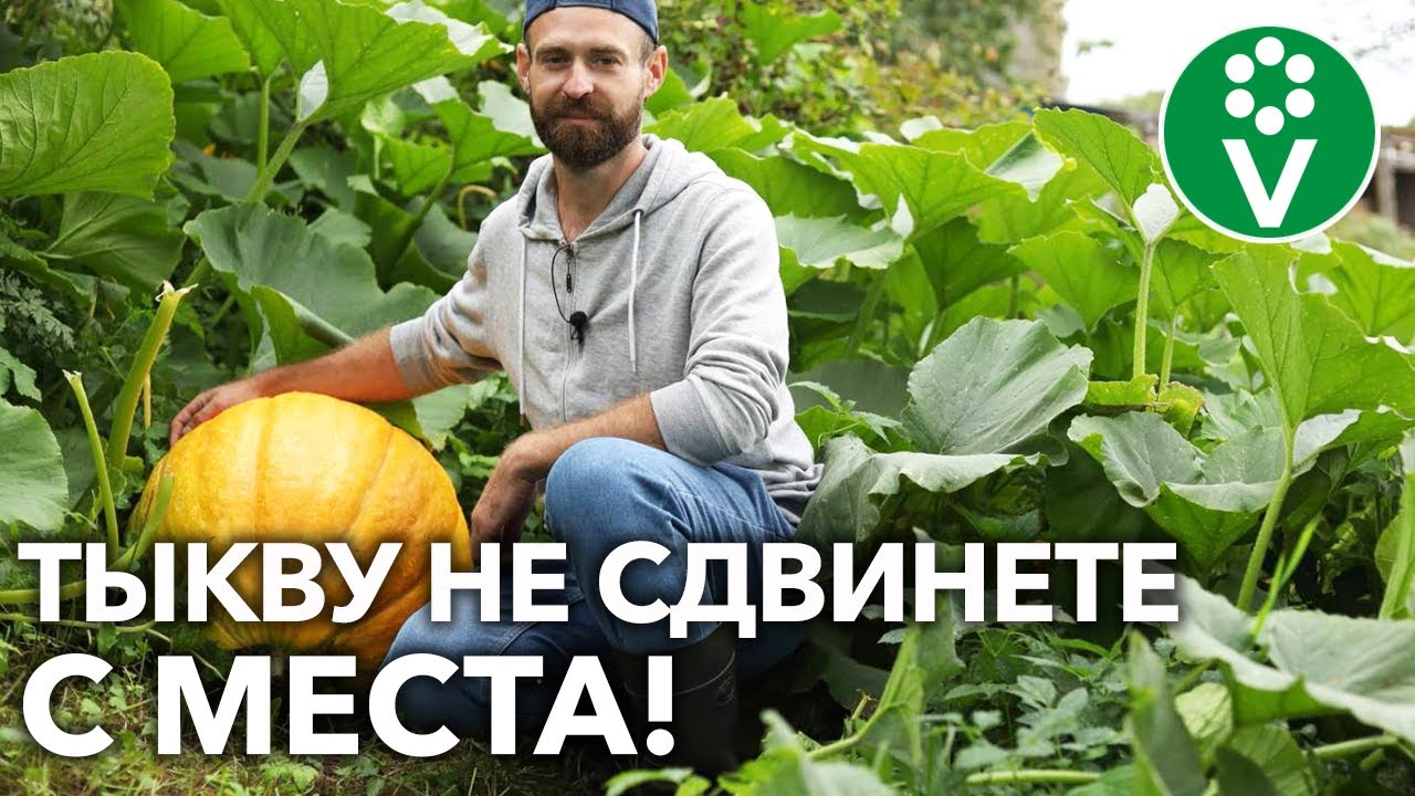 Оптимальные даты для посева на рассаду по лунному календарю