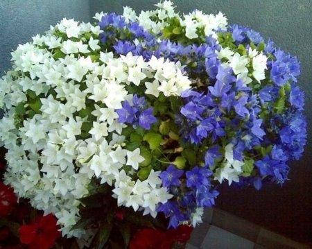 Применение кампанулы в ландшафтном дизайне