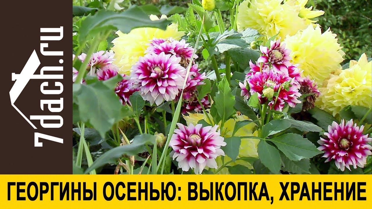 Подготовка георгинов к выкапыванию осенью