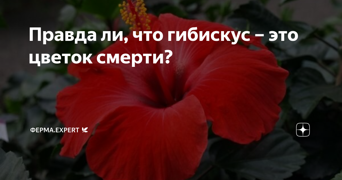 Влияние гибискуса на смерть человека