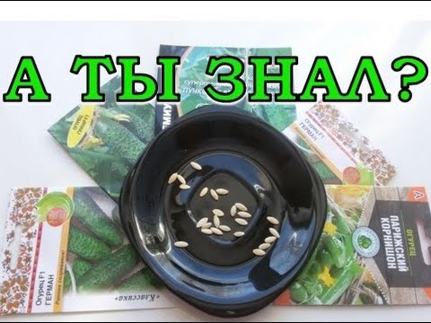 Проращивание огурцов на салфетке - удобный и быстрый способ выращивания