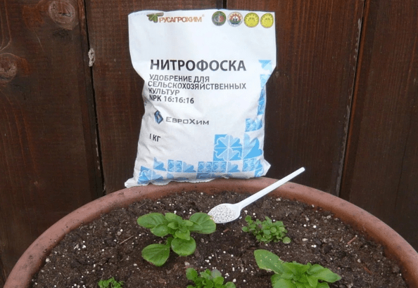 Органические удобрения для петунии