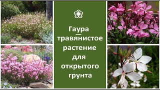 Размножение гауры: как вырастить растение с помощью семян и деления корневища