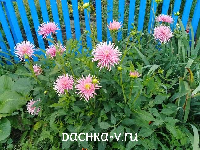Идеальные цветы для цветения вдоль забора