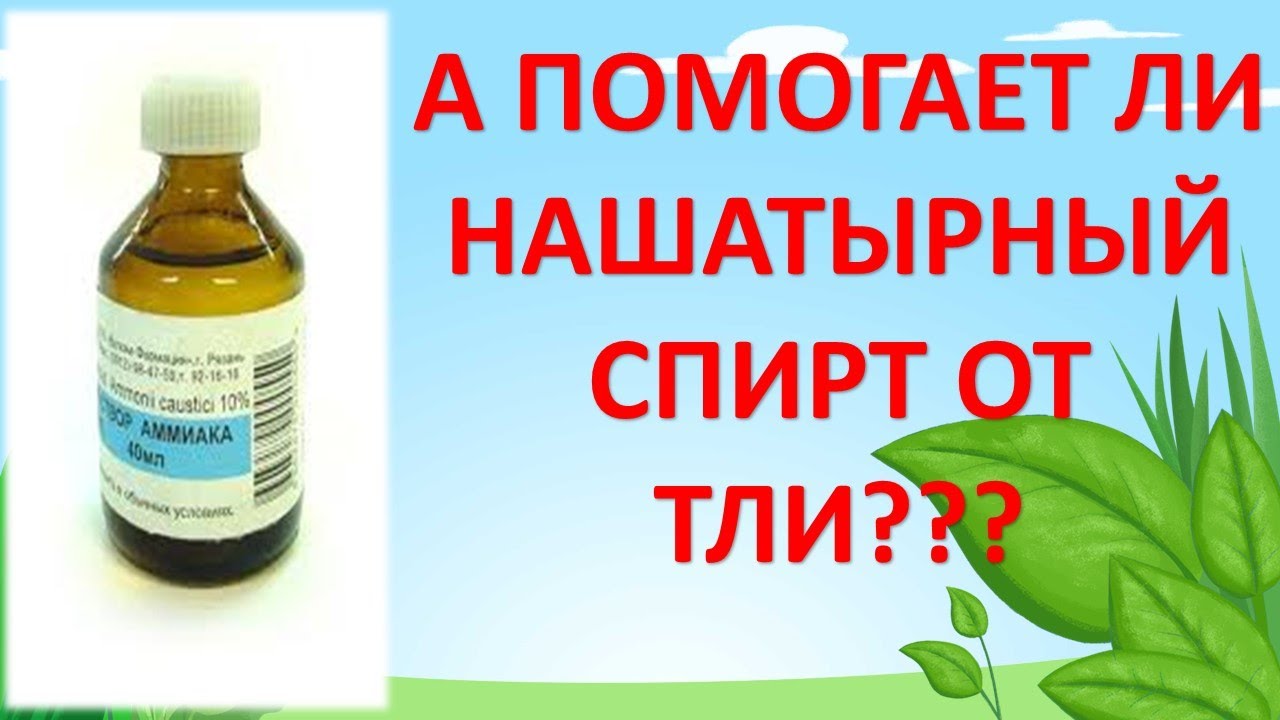 Распределение нашатырного спирта от тли по растениям: важные моменты