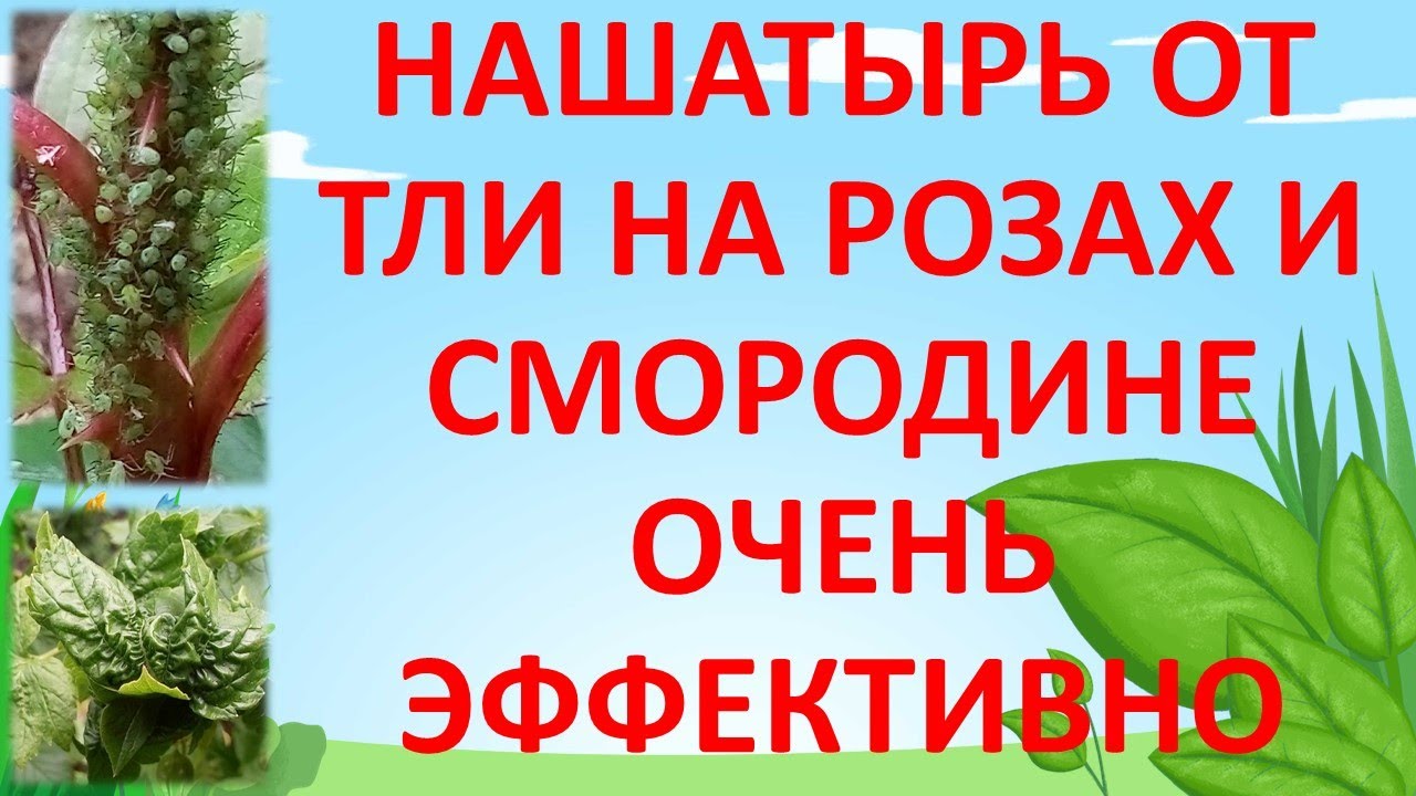 Правила разведения нашатырного спирта от тли для достижения максимального эффекта
