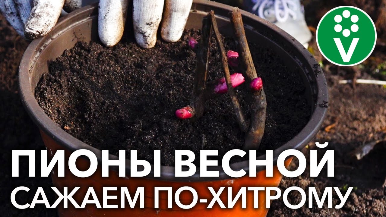 Особенности посадки пионов, купленных в магазине