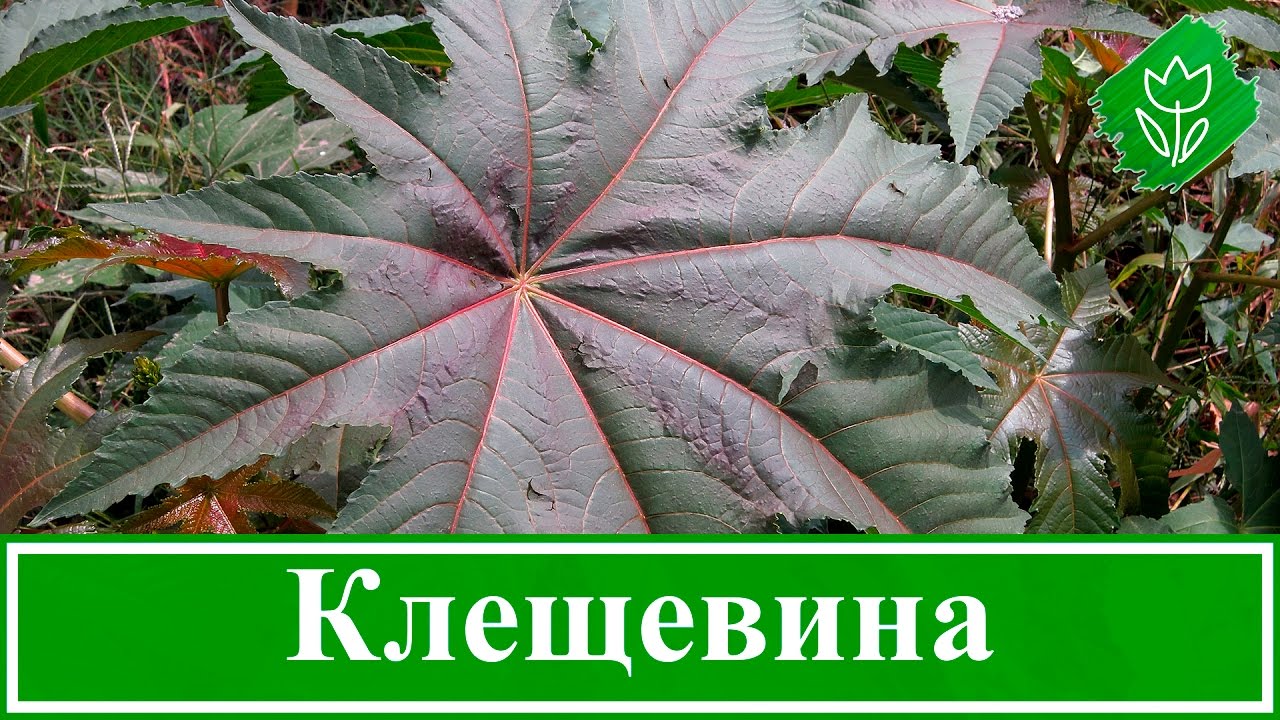 Вредители клещевины: