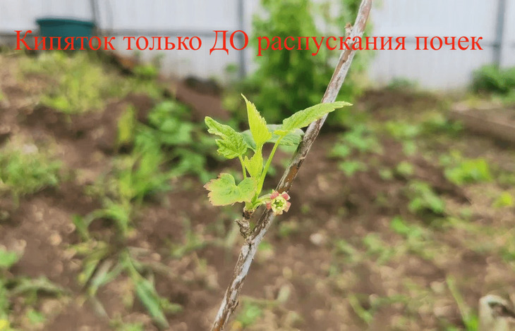 Подготовка к обливанию смородины