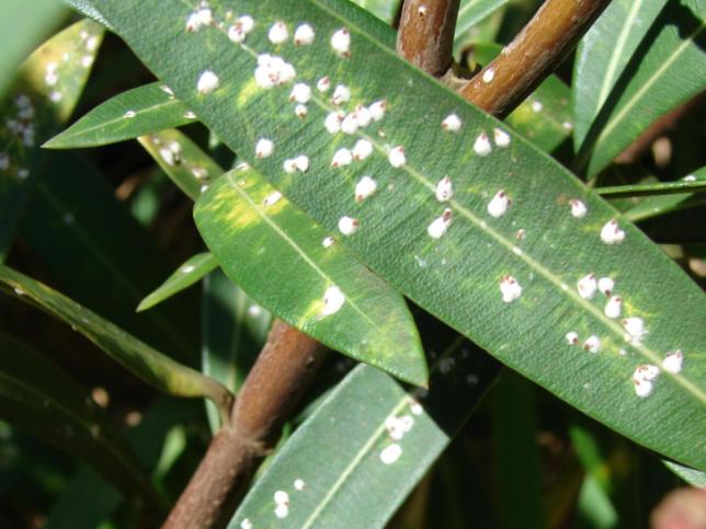 Признаки заболевания комнатных растений штаммом Fusarium oxysporum