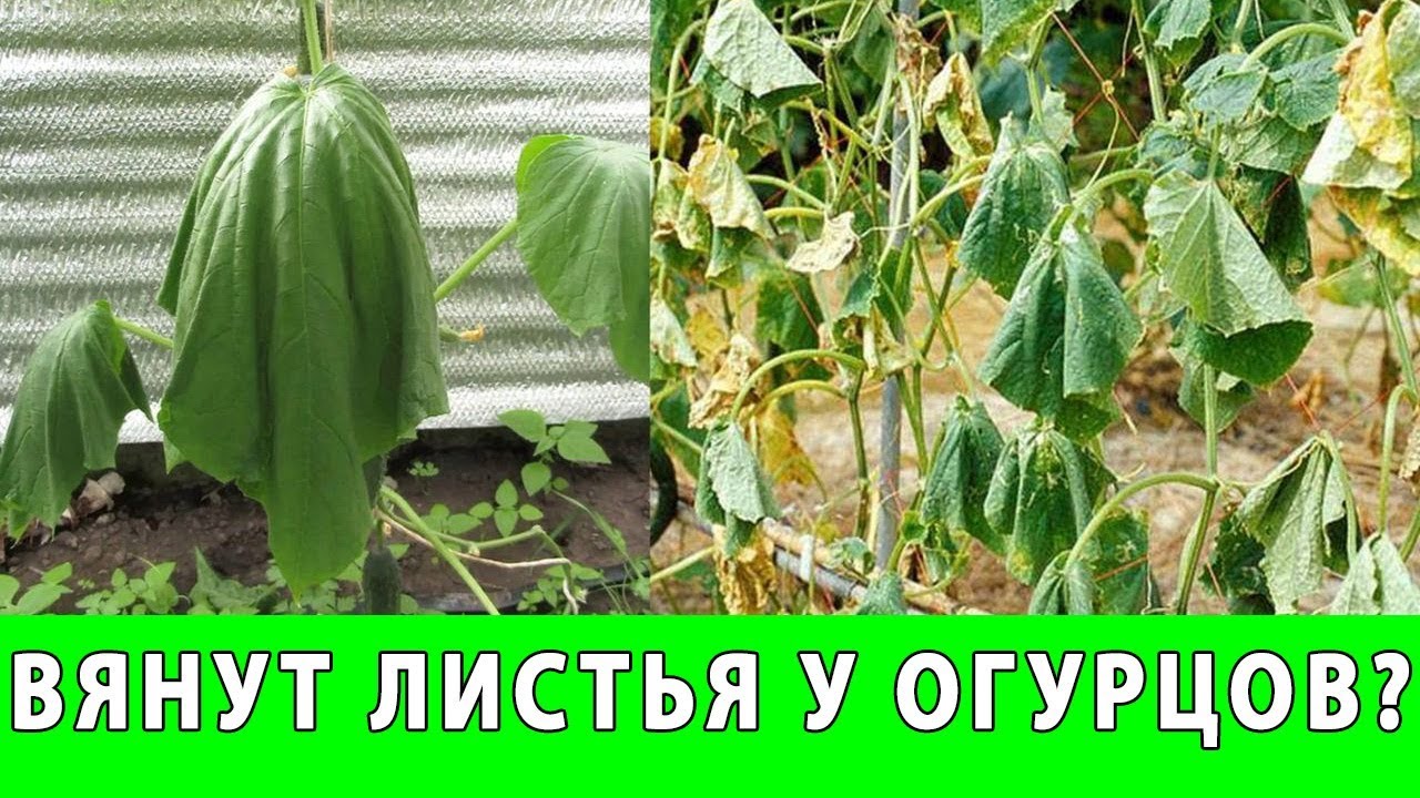 Что такое пустоцвет?