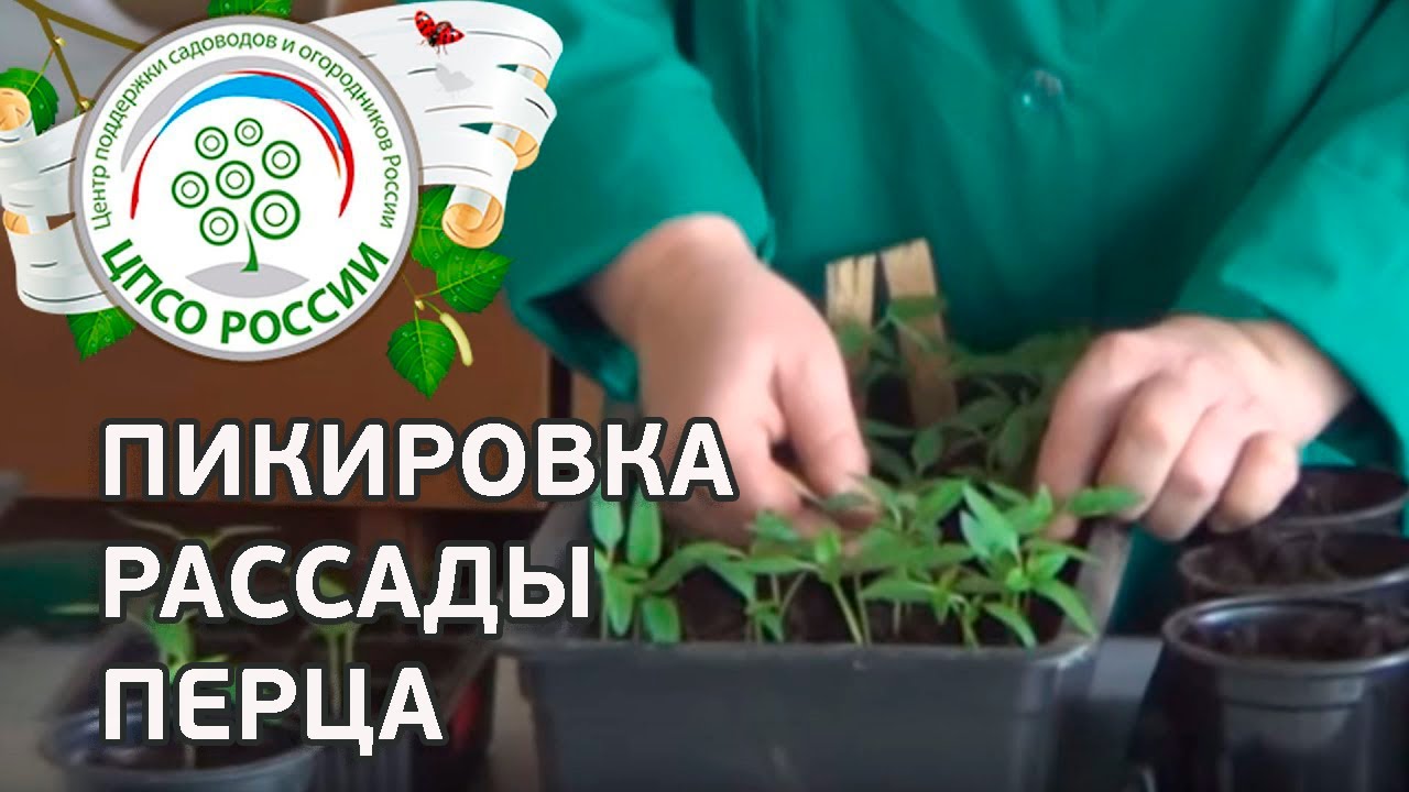 Можно ли обойтись без пикировки перцев?