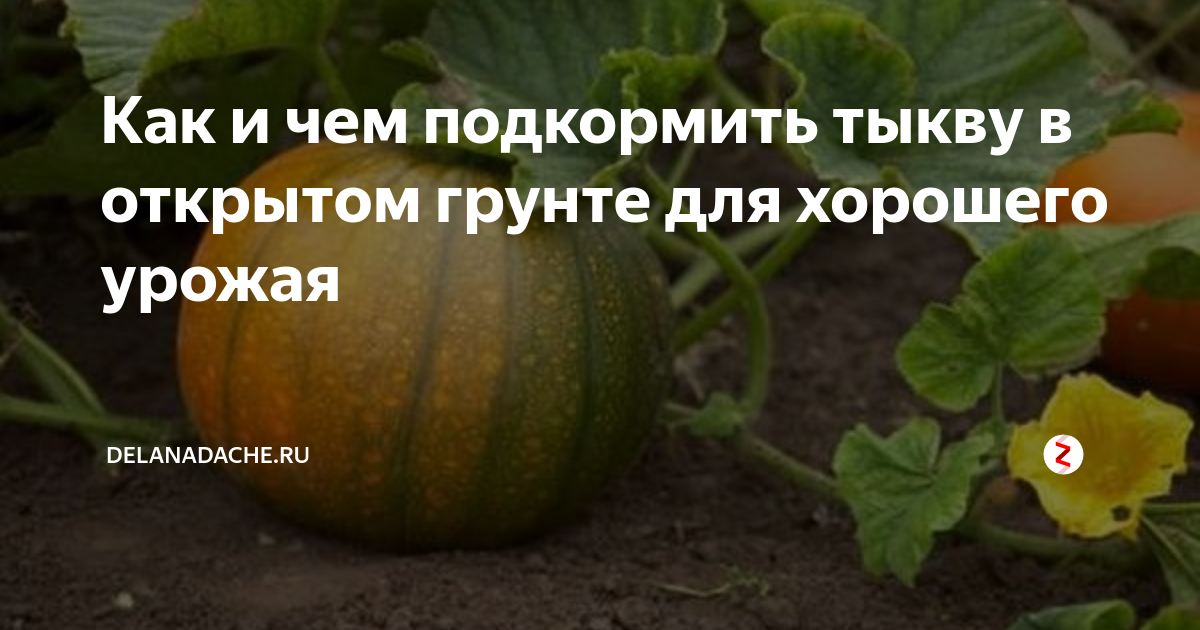 Особенности подкормки тыквы во время плодоношения