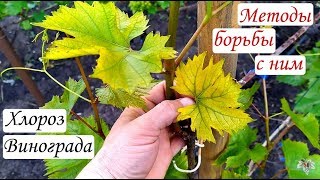 Выбор подходящей почвы для винограда