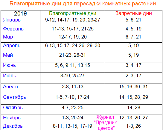 Техника пересадки в августе