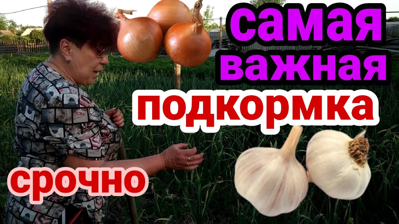 Органические удобрения для лука