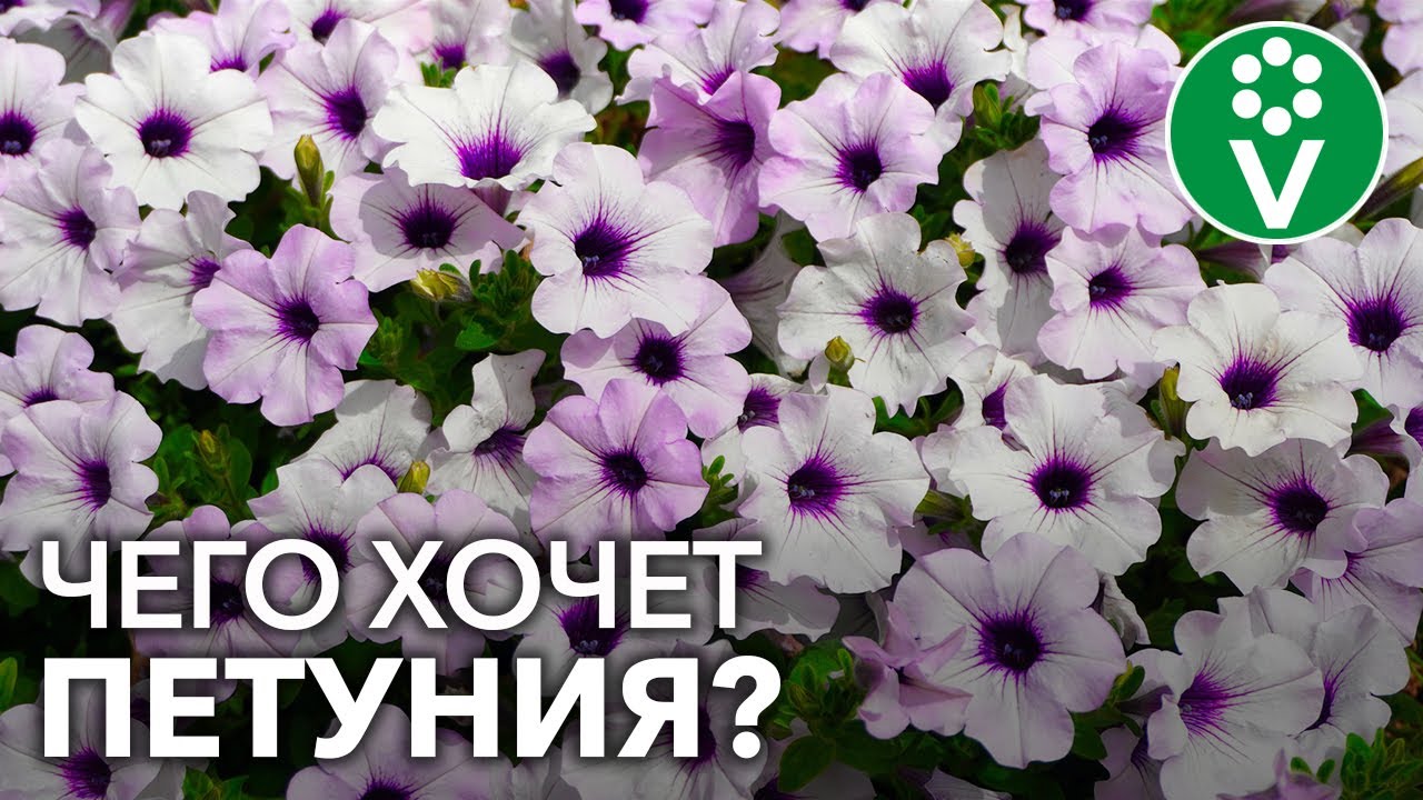 Как удобрять петунию для обильного цветения?