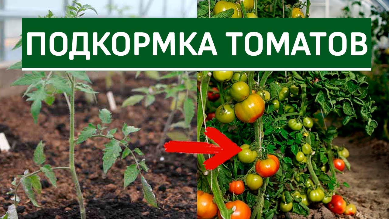 Подкормка помидоров после высадки в теплицу