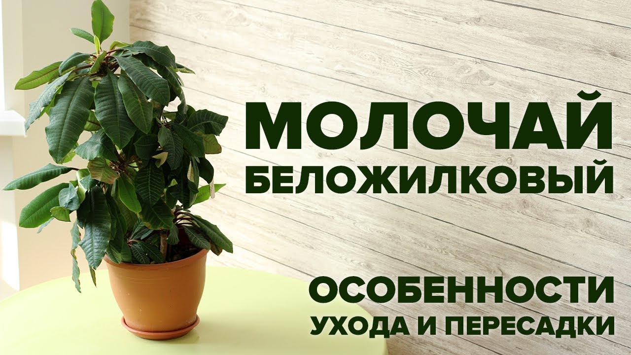 Размножение молочая беложильчатого: методы и процесс